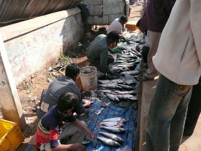 知り合いのインド人がオリッサの片田舎に住んでおり、少しの間滞在させてもらいました。<br /><br />「本当のインドを知るにはインドの田舎に行け」などと偉い方がよく言われますが、まさに別天地。<br />先進国となった日本が失ったものがたくさん詰まったように感じました。