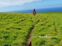 ハワイ島の広々とした丘で乗馬