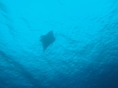 久米島　ダイビング　＜ＭＡＮＴＡ　ＲＡＹ出たよ！＞