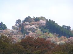 吉野千本桜の吉野山