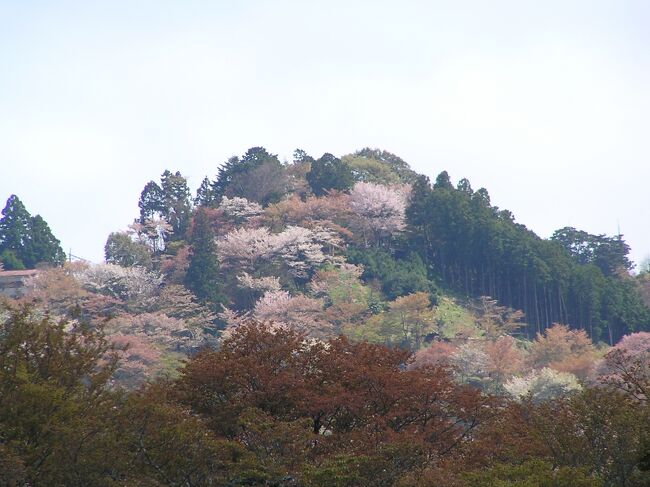 歌舞伎の演目　吉野千本桜を観てから一度は吉野山に行きたいと思ってました。桜の盛りを観るのは難しいですが天気が良く素晴らしい山門など歴史の重みを感じます。<br />奥千本は咲いてたようですが、時間が無くて遠くから見るに留まりました。