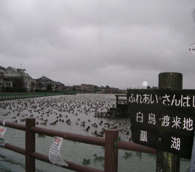 ラムサール条約(特に水鳥の生息地として国際的に重要な湿地に関する条約）<br /><br />に登録されている湿地が、全国に37ヶ所あります。<br /><br />そのひとつ「瓢湖」を訪れてみました。<br /><br />2008年冬、休日を利用したショートトリップです。