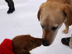 けびぞーが行く「湯沢・犬っこまつり」愛犬祈願祭