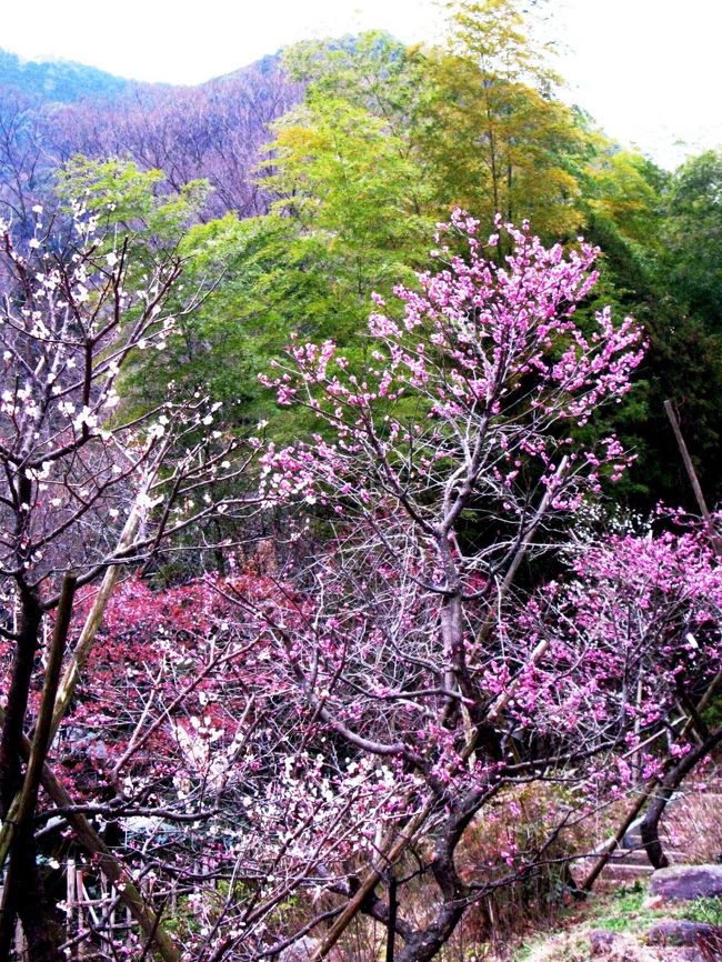 熱海梅園<br />明治19年に開園。樹齢100年を超える古木を含め約650本の梅が植えられており、毎年1月中旬から「梅まつり」が開催される。園内には韓国庭園をはじめ中山晋平記念館や澤田政廣記念美術館があり、園の梅・紅葉は「日本一早咲きの梅」、「日本一遅い紅葉」といわれている。無料　静岡県熱海市梅園町　<br /><br />熱海の梅園については・・<br />http://www.ataminews.gr.jp/ume/<br />http://www.ataminews.gr.jp/ume/ume.html<br />http://www.city.atami.shizuoka.jp/icity/browser?ActionCode=content&amp;ContentID=1115955824739&amp;SiteID=0