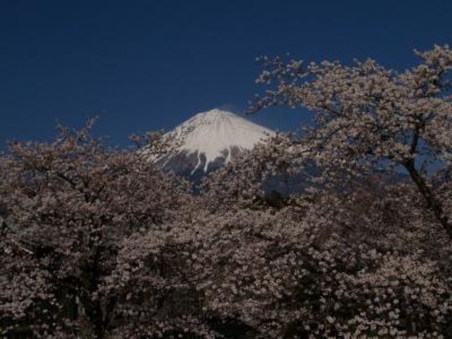 　雲ひとつない快晴の1日となった。大石寺が富士山をバックに桜を鑑賞できるスポットであることは知らなかった。バスの中からも大勢の人が崖の上に登ってカメラを構えているのが見える。日本人は桜好きで富士山が大好きだ。桜と富士山が一緒に見られたらこの上ない喜びとなる。<br />　大石寺は日蓮正宗の総本山であり、山号は「多宝富士大日蓮華山」、略して「大日蓮華山」ということもある。境内の広さには圧倒される。1991年に日蓮正宗宗門が創価学会を破門し、どうやらそれ以来創価学会員の入山はお断りしているようだ。<br />　今回は大石寺の五重塔を見るのが第1の目的だ。しかし、どうしたことだろうか。桜と富士山を眺めているうちに目的をすっかり忘れてしまった。そのために時間が余ってゆったりくつろいで、広い、余りにも広大な境内をのんびりと散策していた。<br />　次の年にもまた大石寺の五重塔を見に来るハメになった。天候に恵まれて、また富士山がスッキリ見えれば良いのだが。<br />（表紙写真は大石寺の桜と富士山）<br />