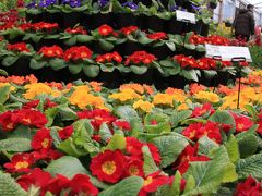 花の回廊 ～早春の草花展～ 「京都府立植物園」