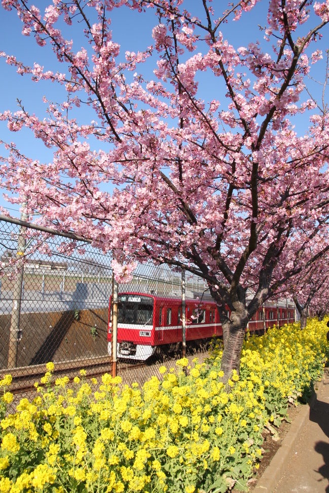 久々に気温が１０℃を超え快晴の週末となり、三浦海岸まで河津桜を楽しみに出掛けました。<br /><br />京浜急行「三浦海岸駅」の駅前には、大きな河津桜が数本あり見ごろを迎えています。<br />この桜は、「三浦海岸まちなみ事業協議会」と言う、有志のグループが三浦海岸地区を元気づけようと、平成１１年から植栽を始め、平成１４年から始まったお祭りだそうです。<br />駅から京急の線路沿いに遊歩道をがあり、桜の花と菜の花を楽しみながら１５分ほど歩くと小松ヶ池公園に到着します。<br />（桜まつりは３月上旬まで行われているそうです。）