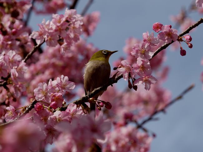 【花】一人ぷらっと河津桜まつり*・゜・*一足お先に春爛漫*・゜・*