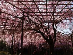 京都平安神宮の桜－2009年（南神苑）