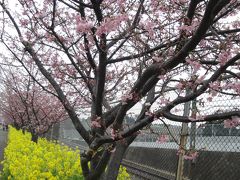 早春の花まつり (小田原の梅と三浦海岸の河津桜)