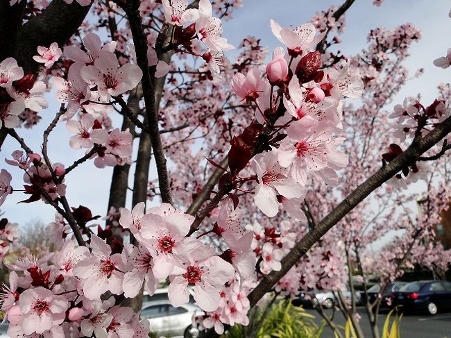 日本のソメイヨシノとは違う品種ですが、<br />桜の様なお花が、サンフランシスコのベイエリア<br />（特に南のシリコンバレーの方）では、<br />もう満開になっています。<br /><br />バラ科桜属のお花には、杏、アーモンド、プラム、プルーン、<br />花桃、アメリカンチェリーのお花、日本の様な桜等々と<br />色々あるんですよね。<br /><br />特にアーモンド、杏、プラム、アメリカンチェリーの<br />お花は、ネットで写真を見るととても良く似ています。<br /><br />何かどのお花も、ほとんど同じ時期に咲き出す様で、<br />葉っぱの色やシベの色が、それぞれ違うみたいですが、<br />葉っぱの形とかが、写真でははっきり判らないので、<br />わたしには、外で咲いてるお花のどれがアーモンドなのか、<br />杏なのか、プラムまたは、チェリーなのか？？<br />全く、判りません。<br /><br />♪追記<br /><br />英名:Ｐurple leaf plum： パープルリーフプラムまたは、<br />Cherry Plum: チェリープラム<br />和名:ベニバスモモ(紅葉李) だそうです。<br /><br />葉っぱは、赤紫色の赤シソの様な色で、花が終わると、<br />一斉に赤紫色になります。<br />やっと、気が付きましたが、これが咲いた後、<br />本物の桜が咲きだす様です。