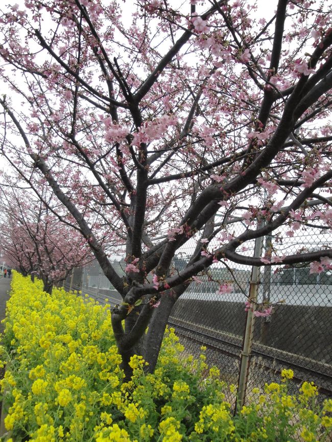 今年の2月は雪が降ったり、突然暖かくなったり、落ち着かない天気。<br />でもせっかくの休日は、花を求めて動きたいもの。<br /><br />以前から行ってみたかった小田原蘇我梅林<br />http://www.odawara-kankou.com/page1200.htm<br /><br />そして、最近、電車のつるしで見つけた三浦海岸「桜まつり」<br />http://www.miura-info.ne.jp/sakura.htm<br /><br />「うめ、うま、さくら」というドライブでした