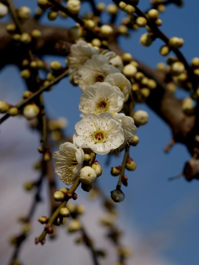 [１日目]<br />河津桜まつり⇒八幡野温泉郷きらの里<br /><br />[２日目]<br />八幡野温泉郷きらの里⇒★小田原梅まつり<br /><br />たまたま見つけた小田原梅まつり、小田原を経由するなら、行ってしまおう！！ということで、曽我梅林に行ってきました♪<br /><br />小田原梅まつり<br />⇒http://www.odawara-kankou.com/page1000.htm<br />曽我別所梅林<br />⇒http://www.soganosato.com/index.html<br /><br />曽我梅林には、この梅干しの材料となる十郎、梅酒用白加賀を中心に約３万本の梅が植えられています。<br /><br />☆中河原会場（下曽我駅より徒歩１５分）<br />☆原会場（下曽我駅より徒歩１０分）<br />★別所会場（下曽我駅より徒歩１５分）http://soganosato.com/<br /><br />別所会場には、富士見スポットがあるというので、今回、原会場を通って、別所会場へ行ってきました。<br />でも、富士山は見えなかったんですが・・・<br />（御殿場線）下曽我駅へは、小田原駅または新松田駅から臨時バスで２０〜３０分。<br /><br />あまり期待してなかったけど、しだれ梅が満開で、思ってた以上に見ごたえがありました♪<br />広すぎて、一部しかみられなかったけど、２時間たっぷり梅を満喫してしまいました。