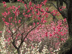 ちょっと早めの東京梅園めぐり（3）梅の屏風のごとき池上梅園