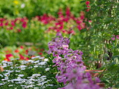 植物園に春が来た！　「花の回廊」と早春の草花