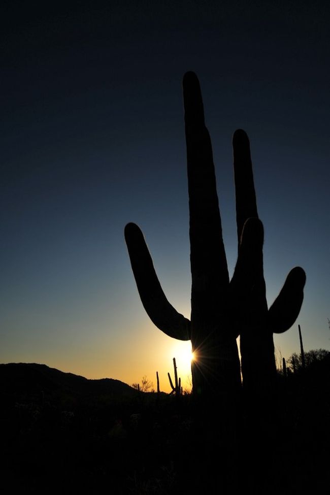 旅行２日目のPart2は・・・Old Tucson Studioを閉所（４PM)までいたあと、近くにあるSaguaro National Parkへ・・。<br /><br />http://www.nps.gov/sagu/index.htm<br /><br />今回の旅行の私の目的のひとつのサボテンを見ながらの夕日と星空の撮影です。<br /><br />夕日は西の彼方の山に沈んでいくところを高台から、近くのサボテンを見下ろしながら撮影・・。素晴らしい夕陽でした。<br /><br />星空は、Old Tucson Studioの近くのピクニックエリアに戻り、古い西部劇の有名なシーンで出てきた山と、地表の風景をどうにか画面に入れて撮影できないかと・・・工夫してみましたが・・思ったより山向こうのTucsonの町の光りが地平線上の塵に散乱されて明るすぎ、考えていたものとはちょっと違う絵になりました。<br /><br />それでも、日没後小一時間ほどたったら、天頂辺りは真っ暗になり始め・・カシオペアから・・アンドロメダの辺りは暗黒の空の中、沢山星が撮れました。<br /><br />さらにスバルのあたりも・・うちの前庭で撮るのと同じくらいの絵が・・とっても暖かい中で撮る事が出来ました。<br /><br />写真だけご覧になりたい方は・・・下記のリンクのアルバムの方が少しだけ大きく見えて見やすいかと思います。<br /><br />http://picasaweb.google.co.jp/Santafe57/2010_0213Sky#slideshow/<br /><br />『全画面』あるいは『スライド・ショウー』にすれば３秒おきくらいで自動的に次の絵に変わるはずです！