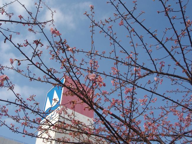 2月19日くらいまで、寒くて、お天気も悪かった。<br />「いつも、こんなに寒かったっけ?」が話題に・・<br /><br />でも春は着実に足音を立てるように近づいています。<br />写真撮ってはいませんが、こぶしや、モクレン、もちろんソメイヨシノの花芽も大きくなってきています。<br /><br />梅が咲き始めるのはもちろんのこと、早咲きの桜(河津桜かしら?)も咲き始めました。