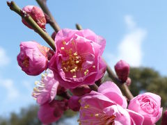 春がすぐそこまで....須磨離宮公園の梅だより