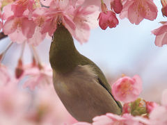 2010年も桜狩り始動～！　「河津桜」　/静岡県　伊豆　河津