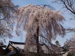 京都醍醐寺－花見