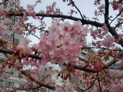錦糸公園で見る早咲きのさくら