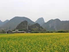 黄果樹瀑布と龍宮と菜の花畑