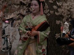京都御苑の桜－2007年