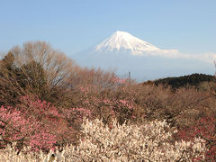 MTBでウロウロ…富士市内編=岩本山公園編=