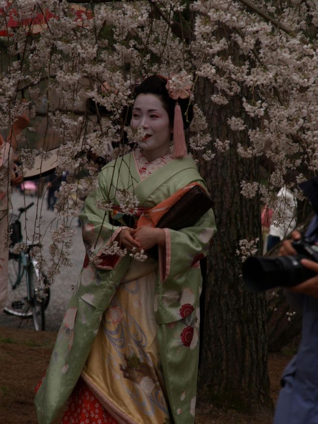 　2007年3月下旬に京都駅に降り立ち、駅の観光案内所に立ち寄って、「今桜が咲いているところ」を訪ねた。「京都御所、東山あたりの桜は咲いています。」とのことだ。早速、京都御所に向かった。京都御所の枝垂れ桜は綺麗に咲いていた。観光協会の計らいなのだろうか、二人の舞妓さんが枝垂れ桜の下に立ち、枝垂れ桜に彩りを添えていた。また、和服で花見に訪れるご婦人もいる。いかにも京都らしい光景ではないか。<br />（表紙写真は京都御所の枝垂れ桜）