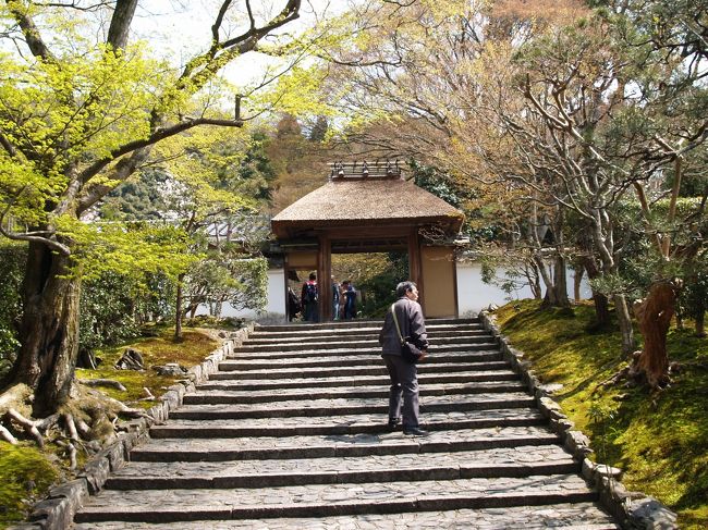 　2008年の4月に哲学の道沿いの桜を見ながら歩いていると霊鑑寺が公開中であり、椿の花が開花していますと書いてあり、たまたま入った。門を入ると枝垂れ桜が1本だけ咲いており、境内に多数の椿の花が咲いていた。確かに椿の木が多く、庭園も立派だ。<br />　霊鑑寺を改めて認識したのは、京都に里帰りしていた天皇、皇后両陛下が2009年11月に訪問されたとテレビに出てからだ。Webで調べると尼門跡寺院で代々皇女が住職を務め、谷御所、鹿ケ谷比丘尼御所とも呼ばれているそうだ。皇室ゆかりの品が多く、名椿、池泉鑑賞式庭園などでも有名だそうだ。また、普段は非公開であり、春（椿）と秋（もみじ）の年に2度しか特別公開されない寺であり、玄関脇の樹齢300年とも言われる日光椿は、京都市の指定天然記念物にもなってはいるが、この機会にしか拝観できないのだ。<br />　秋のもみじの頃も素晴しいらしい。1度いってみたいものだ。<br />（表紙写真は霊鑑寺山門前の石段）