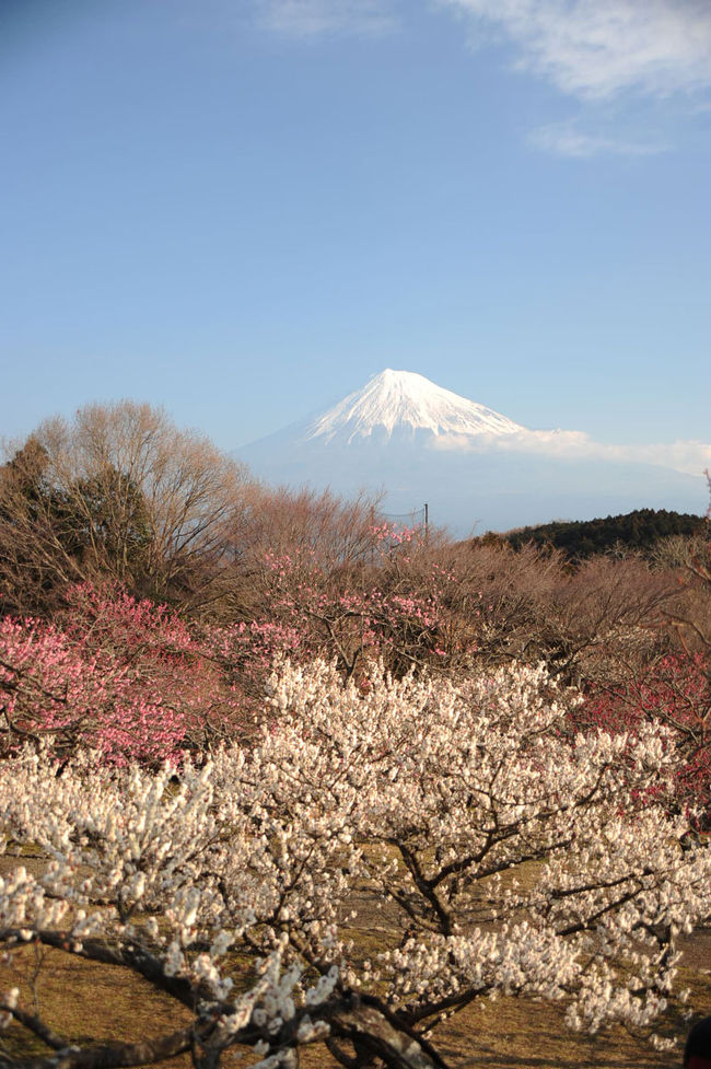またまたMTBでウロウロ…。<br />完全にシリーズ化になりそうです。<br /><br />今回は、地元にて。第1弾は、岩本山公園です。<br />ここまで上って行くのはちょっと大変。バテ気味で公園に着きました。