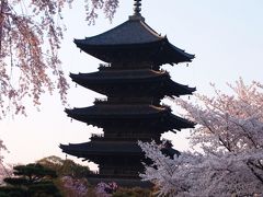 京都東寺－桜の名所に