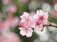 ２０１０年２月　横浜は金沢八景近く、落ち着いた雰囲気の龍華寺の梅と寒桜