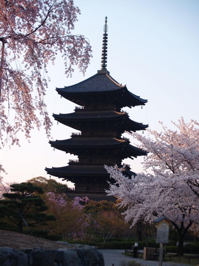 京都東寺 桜の名所に 京都駅周辺 京都 の旅行記 ブログ By ドクターキムルさん フォートラベル
