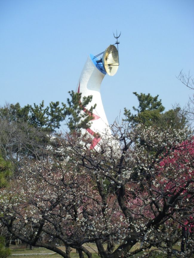 良いお天気だったので、大阪・吹田の万博記念公園に梅を見に行ってきました。