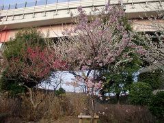 隅田公園（墨田区側）で朝めし前の桜チェック