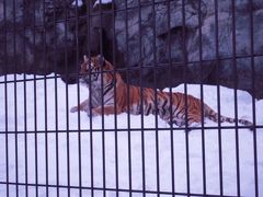 冬の旭山動物園♪