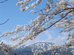 桜100選①（新潟編）高田公園・上越市立水族博物館