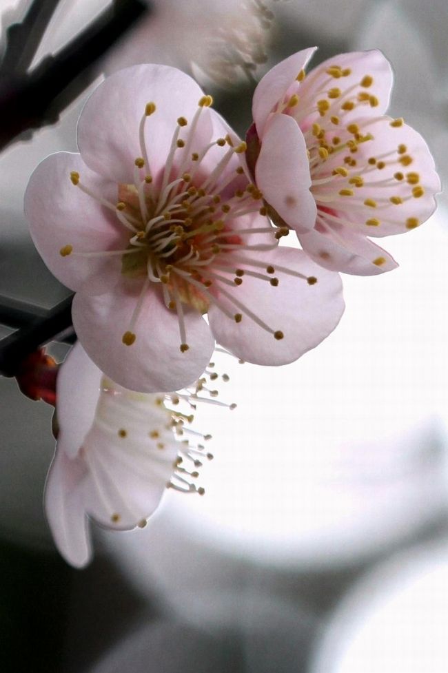 ◆梅の花を愛でに♪＜八木梅林公園＞広島市安佐南区<br /><br />　暖かくなりました。４トラの皆様いかがお過ごしでしょうか。<br />　本日は、梅林公園の近くで所用がありましたので、梅のお花でも愛でようかと思いちょっと立ち寄ってみました。<br /><br />　‘‘　梅一輪　一輪ほどの　あたたかさ　’’<br /><br />　梅の開花時期は、１／下旬ころ～ ４／初旬ころ。１月下旬から咲き出すもの、３月中旬から咲き出すものなどさまざまあり、また、桜とちがって、咲き方も散り方もゆっくりです。<br /><br />　江戸時代には、各藩が非常食として梅干を作ることを奨励したため、梅林が全国で見られるとのこと。<br />                                  <br />　ちなみに「梅雨（つゆ）」の名の由来は、梅の実がなる頃に雨が多いかららしい。        <br /><br />　梅の字は「母」の字を含むが、中国ではつわりのときに梅の実を食べる習慣があるとのこと。<br /><br />　  