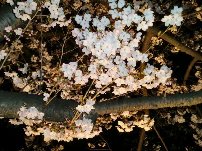 大阪の造幣局の桜の通りぬけの近くの公園から神埼橋大川望む