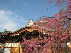 京都・奈良（桜巡り）　その１～上品蓮台寺・善峰寺編～　２００８年４月 