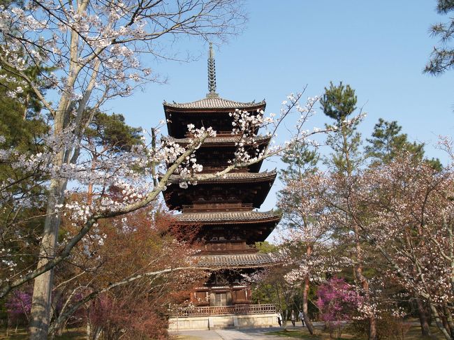 　京都の御室仁和寺の桜と言えば御室桜であるが、御室桜は京都の最後を飾る桜であり、京都で桜が咲き乱れる頃はまだ蕾だ。仁和寺御殿は入らずに境内のみを散策した。桜やつつじが咲き、花の綺麗な寺であると感じた。<br />（表紙写真は御室仁和寺の五重塔）