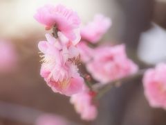 明石　御厨神社の色鮮やかな梅と明石焼き