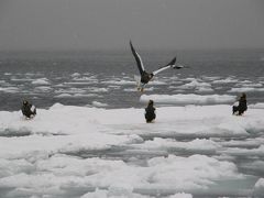 10年厳冬　冬こそ道東！　その２　知床羅臼流氷原はワシワシワシ、ワシだらけ～っ！