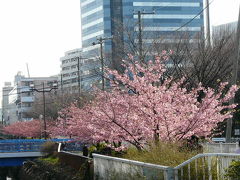 都内で桜探し（木場公園）