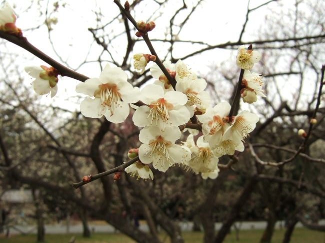散歩がてら、京都御苑に梅を見に行った。<br /><br />