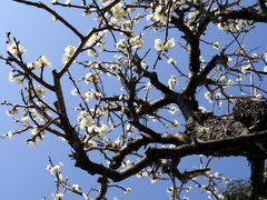 ひとり旅 ［687］ 梅の香りが漂う梅まつり～梅の花が満開でした♪＜冠山総合公園 梅の里＞山口県光市