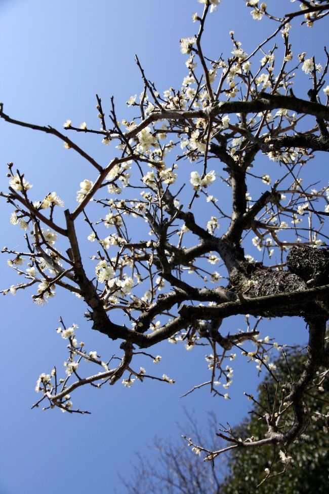 ◆冠山総合公園‘梅の里梅まつり’(山口県の光市)<br /><br /> 花の季節の2月から3月初めには,赤や白,薄紅の花が咲き誇る園内で「梅まつり」も催され、瀬戸内海が見渡せる丘に、100種・約2000本の梅が咲き誇ります。<br /> 梅まつりは2/7(日)~3/7(日)。<br /><br />【手記】<br /><br /> 遠~い遠い昔、山口県の光市方面へは近くに友人が居たため妻とよく遊びに行っていました。光市は昨年の6月に訪れましたが、下松市の笠戸島は久しぶりの訪問でした。<br /><br /> わたくし、有り難いことにこの不況の中、休みなしの忙しい・忙しい毎日を、、、なんとか無事?に過ごさせていただいております。(^^;)<br /><br /> 今年に入ってからというものは、お勤めの方がなんやかんやとありまして、丸一日フル休暇は2/6の一日だけ。体力低下とともに一時の半分も仕事していないんですけれども、やはりグロッキー状態のやばい状態・・。やっぱり歳なんですネエ。<br /><br /> 本日も日曜日でしたが、午後1時までお勤め。午後から時間の有効利用?で、わずか~な時を見つけて、スーツ&ネクタイの勤務スタイル(^^;)のまま、光市の冠山総合公園まで片道85Km、ゆっくり、のんびり、愛車をぶっ飛ばして =3=3 ^.^;)‘梅の里梅まつり’へ行ってまいりました。満開の梅の花がとてもきれいでしたよ~♪。<br /><br /> まあ、ここ数年は午後からでもこうして自分の時間がとれますのでありがたいことではあります。<br /><br /> またまたお笑いです…帰宅後、異様な疲れのために食事もせずにちょっと寝込んでしまいました・・まっ、いつものことですが,,,フーーッ!(´へ`;)・・・<br /><br />◆今回のルート<br /> 冠山総合公園梅の里梅まつり(光市)→笠戸島の河津さくら(下松市)<br /><br />