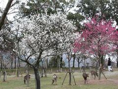 平城遷都１３００年①　奈良公園・春日大社