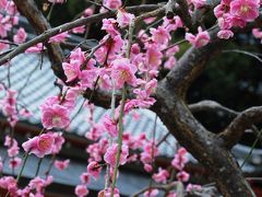 春の梅だより...長岡天満宮の梅林へ☆